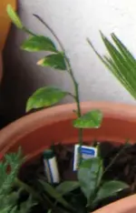 IMG_0773.webp IMG_0773.webp