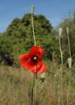 P6020161 wilder Mohn auf der Wiese.jpg