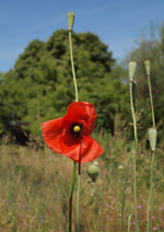 P6020161 wilder Mohn auf der Wiese.webp