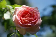 DSC05340.webp