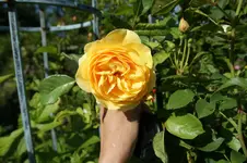DSC05344.webp