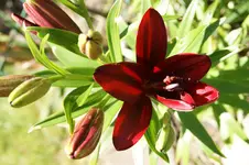 DSC05337.webp