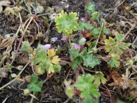 Geranium 004.webp