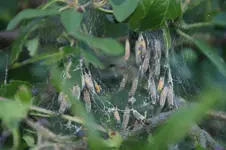 DSC05352.webp