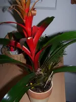 100_6664.webp
