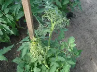 DSC01930.webp