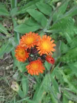 DSCF3089.webp