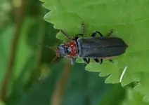 P5319869 Gemeiner Weichkäfer.webp