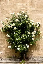 Kronach 2.6.2011 (6 von 47).webp