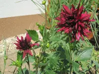 Dahlie rot.webp Dahlie rot.webp