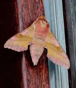 Deilephila porcellus.webp