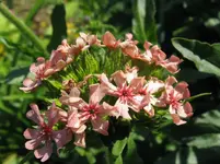 IMG_liebe2_1067x800.webp