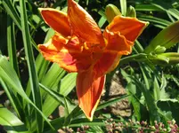 IMG_willi bill_1067x800.webp