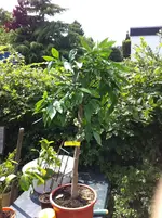 Mandarine Satsuma Okitsu, Citrus unshiu 007.webp