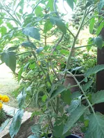 2_triebe.webp