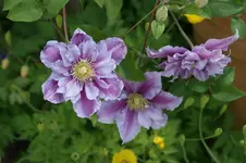 DSC05369.webp