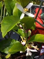 Mandarine Satsuma Okitsu, Citrus unshiu 010.webp