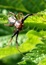 P6030353 kleine Spinne.webp