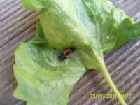 PIC_0045.webp