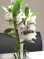 orchidee_klein.webp