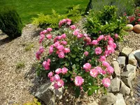 DSCF9241.webp