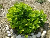 DSCF9242.webp