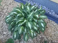 Hosta Eternal Flame.webp