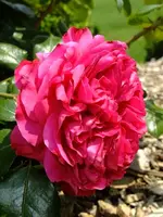 DSCF9253.webp