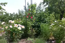 Garten 06 1 001.webp