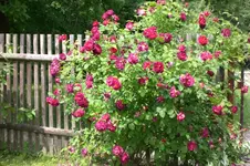 Garten 06 1 003.webp
