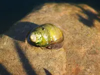 ausgewachsene Sumpfdeckelschnecke_kleiner.webp