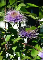 Multi Blue blüht ab_kleiner.webp