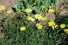 gelbe Margerite_kleiner.webp