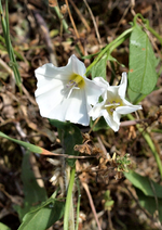 P6030355 Winde.webp
