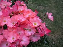2011 272v.webp