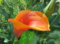 2011 323 v.webp