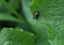 P6030321 Blattkäfer evtl. Ampferblattkäfer Männchen.webp