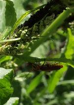 P6030284 Weichkäfer auf Blattlauspirsch.webp