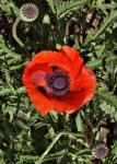 P6020216 Mohn.jpg