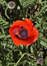 P6020216 Mohn.webp