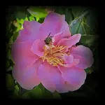 Rose v (1).webp