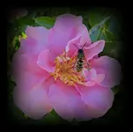 Rose v.webp