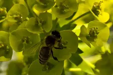 Kitzingen Landesgartenschau 29.5.11 (184 von 318).webp