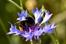 Kitzingen Landesgartenschau 29.5.11 (307 von 318).webp