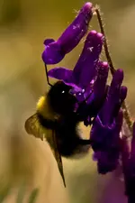Kitzingen Landesgartenschau 29.5.11 (298 von 318).webp