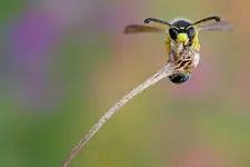 Wespe.webp