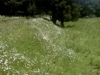 Sommer v.webp Sommer v.webp