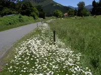 Sommer v (2).webp Sommer v (2).webp