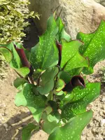 Calla.webp