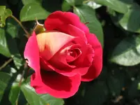 IMG_3202_1067x800.webp